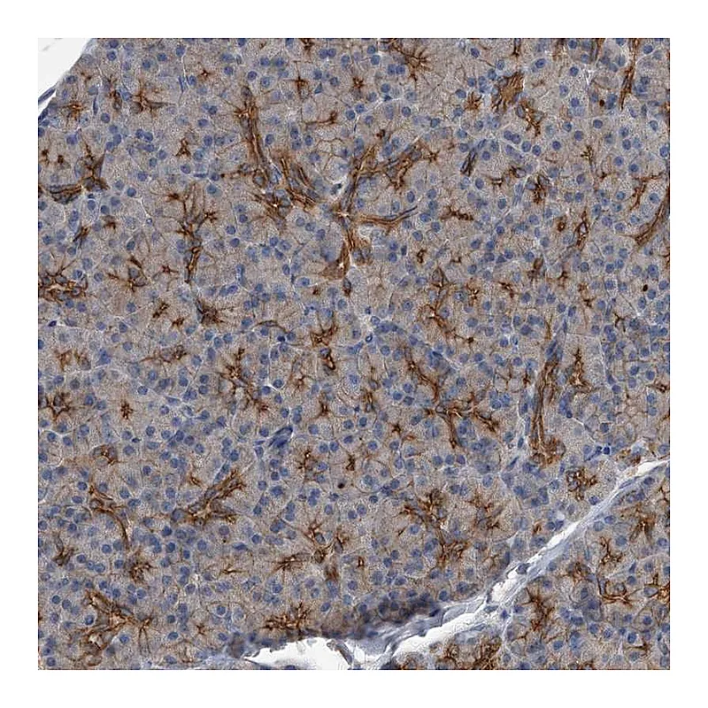 Atlas Antibodies Anti-ZNF343 Antibody