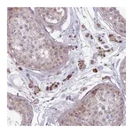 Atlas Antibodies Anti-ZNF35 Antibody
