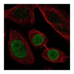 Atlas Antibodies Anti-ZNF354C Antibody