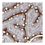 Atlas Antibodies Anti-ZNF385D Antibody