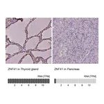 Atlas Antibodies Anti-ZNF41 Antibody