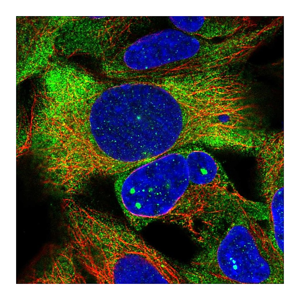 Atlas Antibodies Anti-ZNF416 Antibody