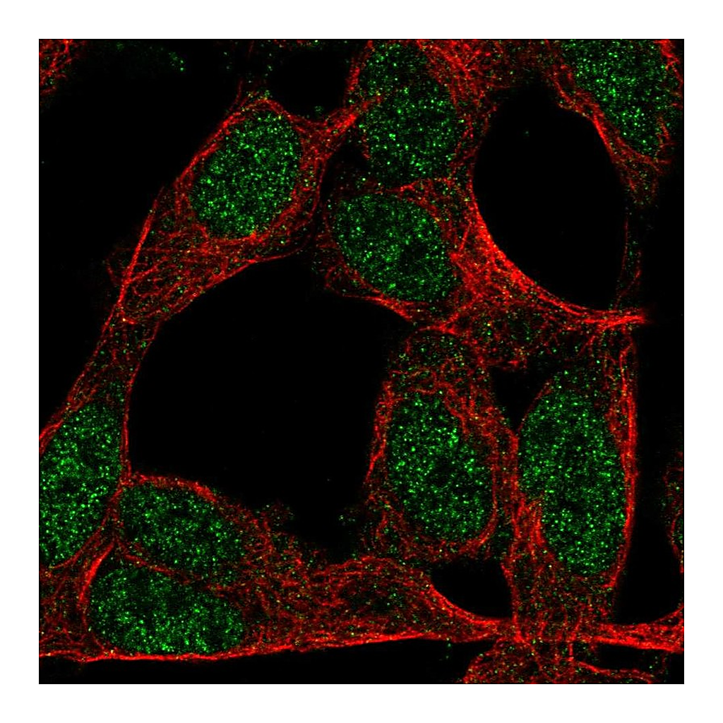 Atlas Antibodies Anti-ZNF423 Antibody