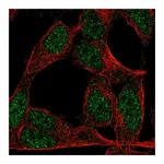 Atlas Antibodies Anti-ZNF423 Antibody