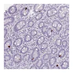 Atlas Antibodies Anti-ZNF43 Antibody