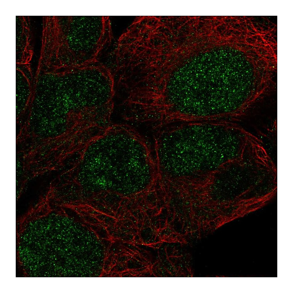 Atlas Antibodies Anti-ZNF429 Antibody