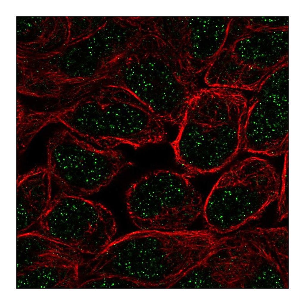 Atlas Antibodies Anti-ZNF432 Antibody