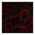 Atlas Antibodies Anti-ZNF432 Antibody