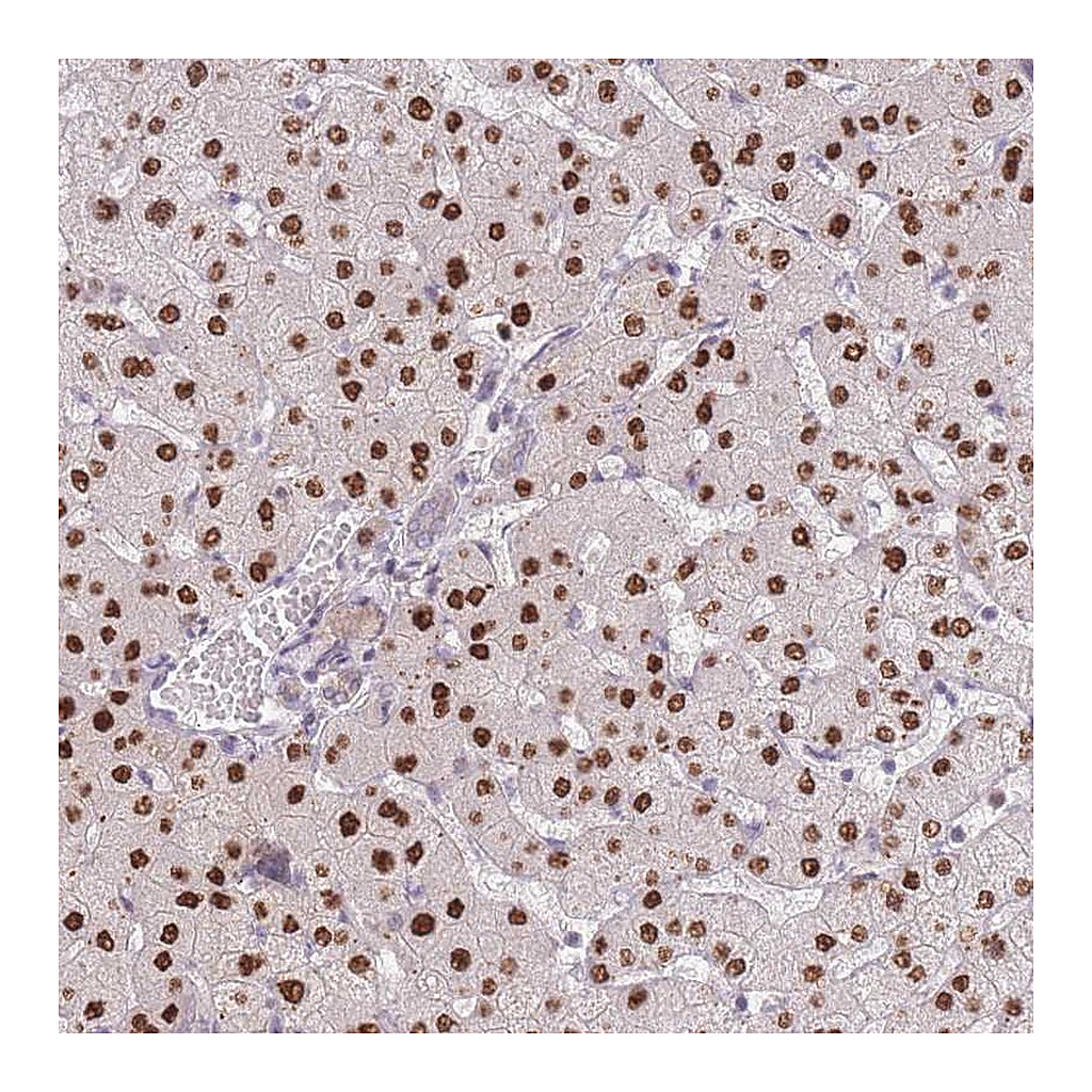 Atlas Antibodies Anti-ZNF439 Antibody