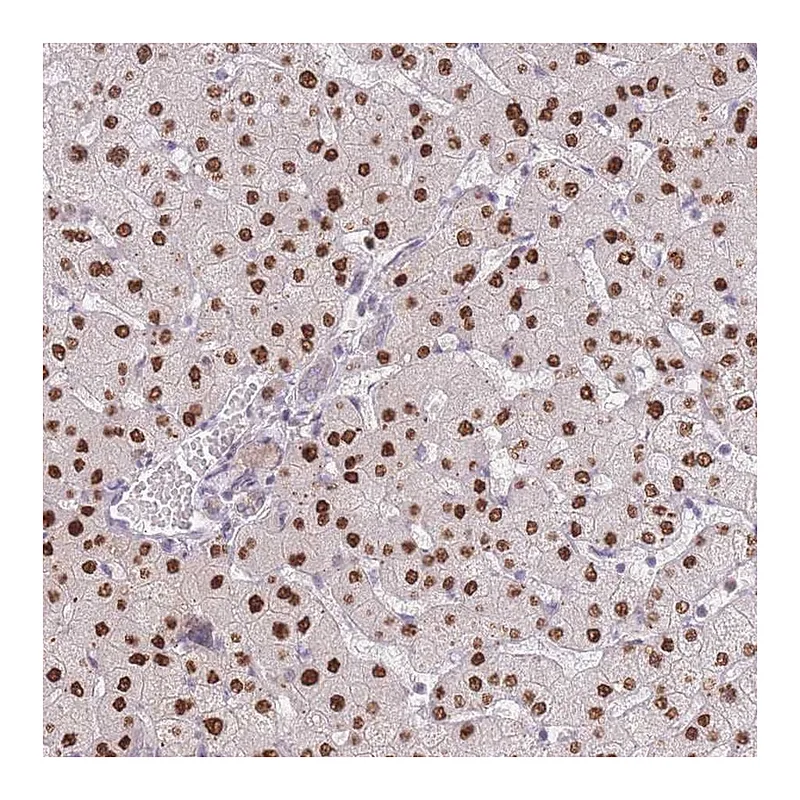 Atlas Antibodies Anti-ZNF439 Antibody