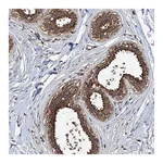 Atlas Antibodies Anti-ZNF438 Antibody