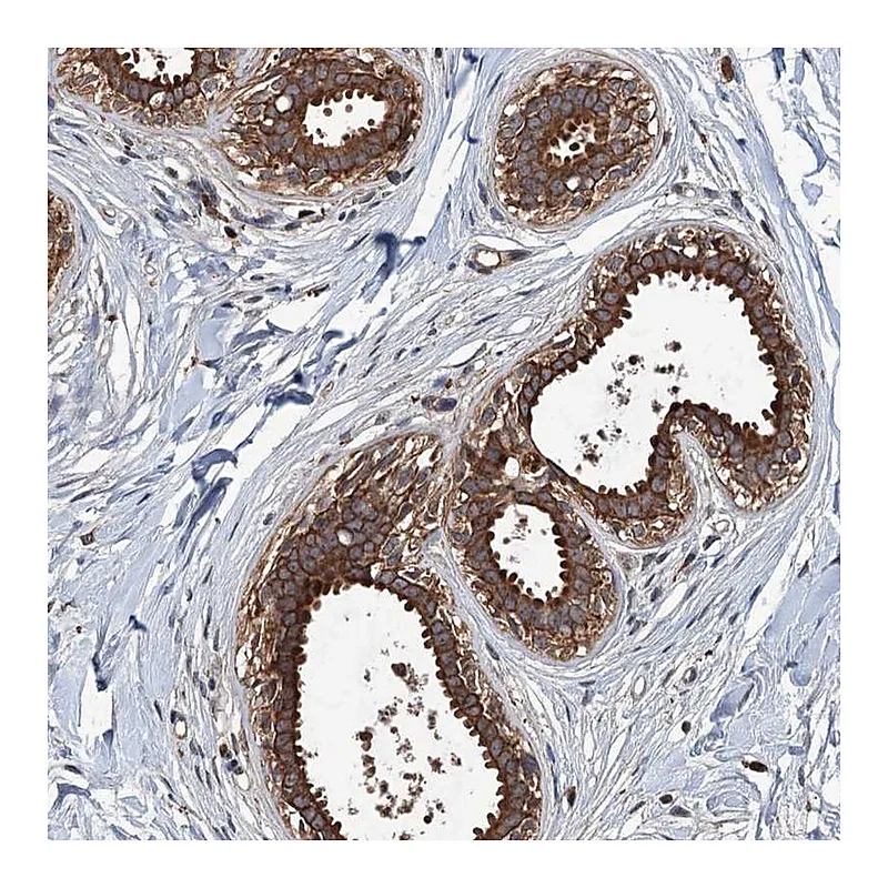 Atlas Antibodies Anti-ZNF438 Antibody