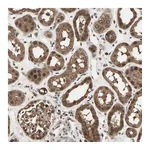 Atlas Antibodies Anti-ZNF44 Antibody