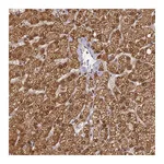Atlas Antibodies Anti-ZNF443 Antibody