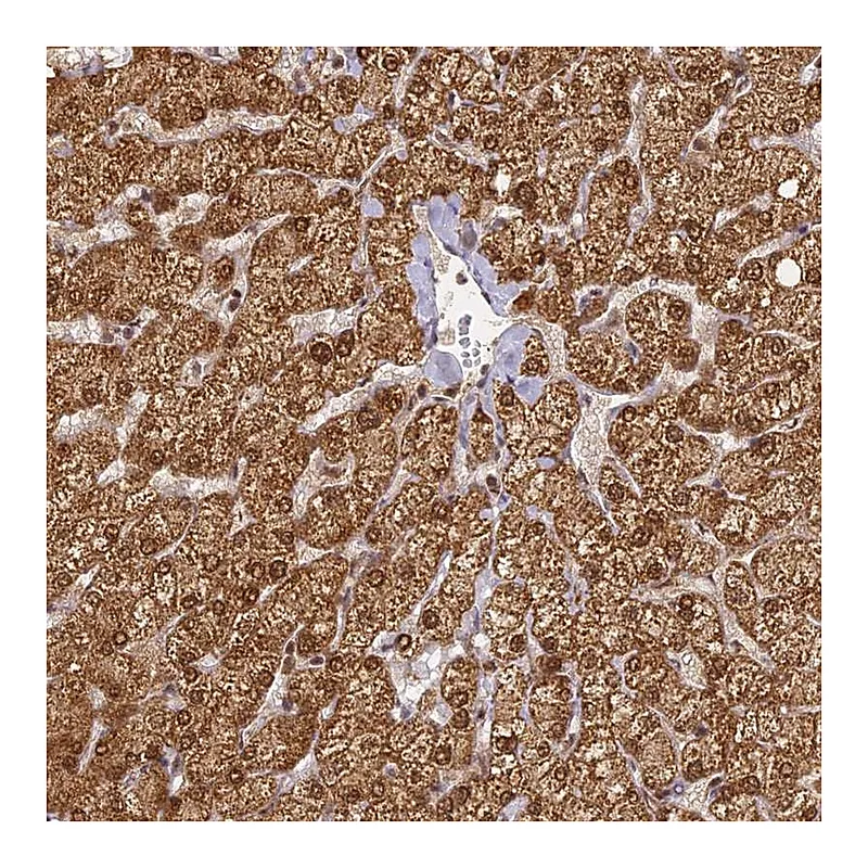 Atlas Antibodies Anti-ZNF443 Antibody