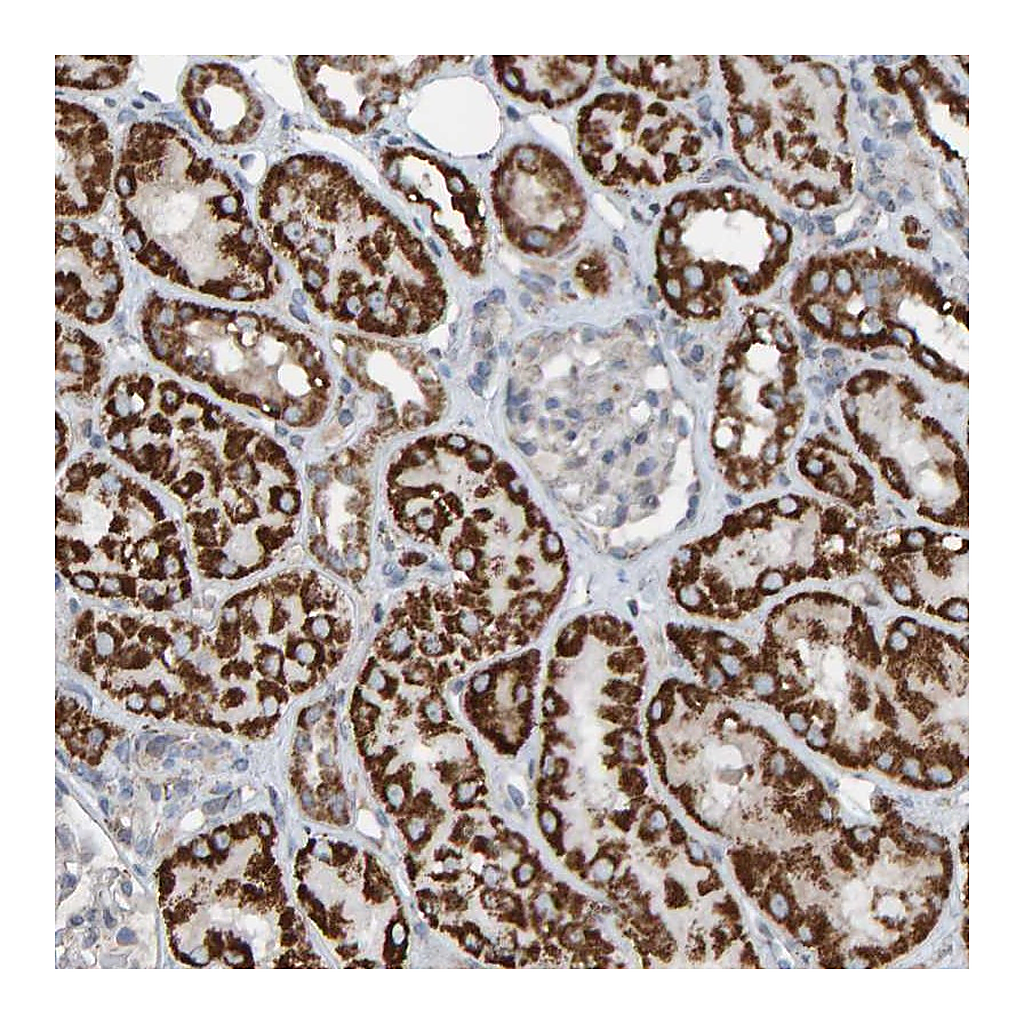 Atlas Antibodies Anti-ZNF48 Antibody