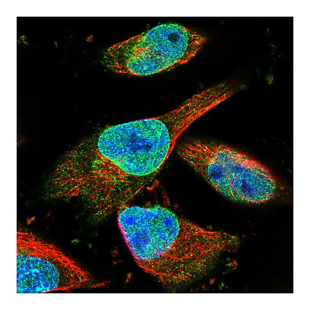 Atlas Antibodies Anti-ZNF487 Antibody