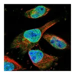 Atlas Antibodies Anti-ZNF487 Antibody