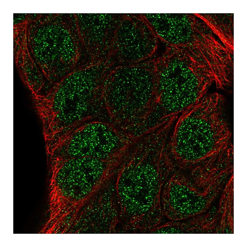 Atlas Antibodies Anti-ZNF488 Antibody