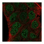 Atlas Antibodies Anti-ZNF488 Antibody