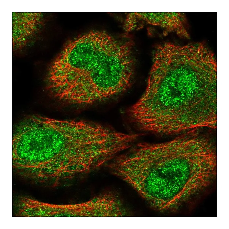 Atlas Antibodies Anti-ZNF500 Antibody