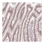 Atlas Antibodies Anti-ZNF488 Antibody