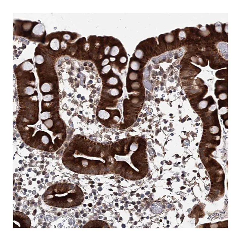 Atlas Antibodies Anti-ZNF488 Antibody