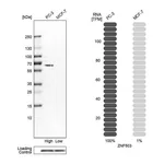 Atlas Antibodies Anti-ZNF503 Antibody