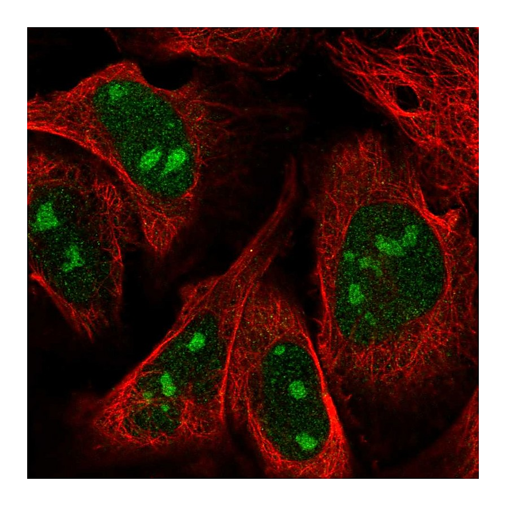 Atlas Antibodies Anti-ZNF507 Antibody
