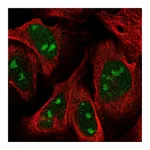 Atlas Antibodies Anti-ZNF507 Antibody