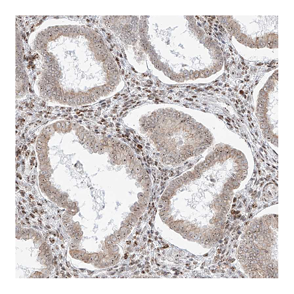 Atlas Antibodies Anti-ZNF512 Antibody
