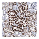 Atlas Antibodies Anti-ZNF519 Antibody