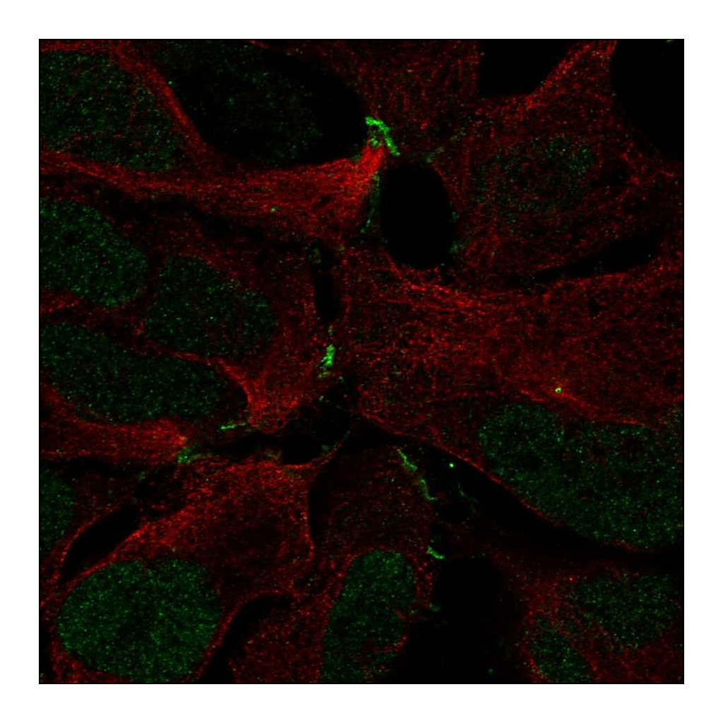 Atlas Antibodies Anti-ZNF536 Antibody