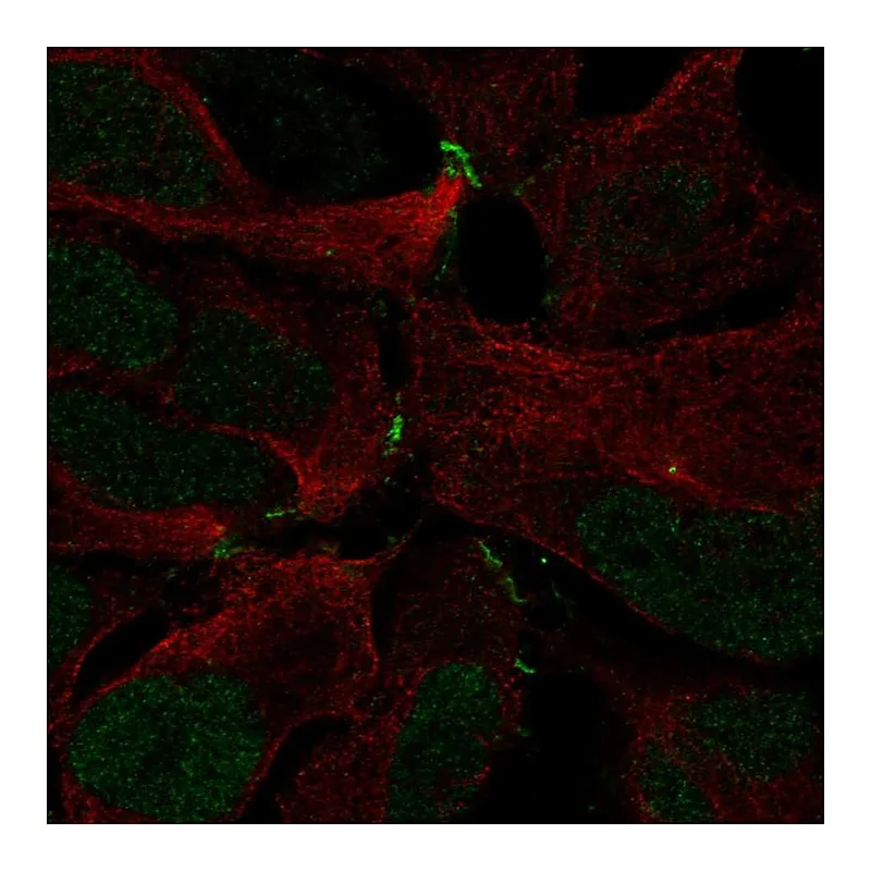 Atlas Antibodies Anti-ZNF536 Antibody