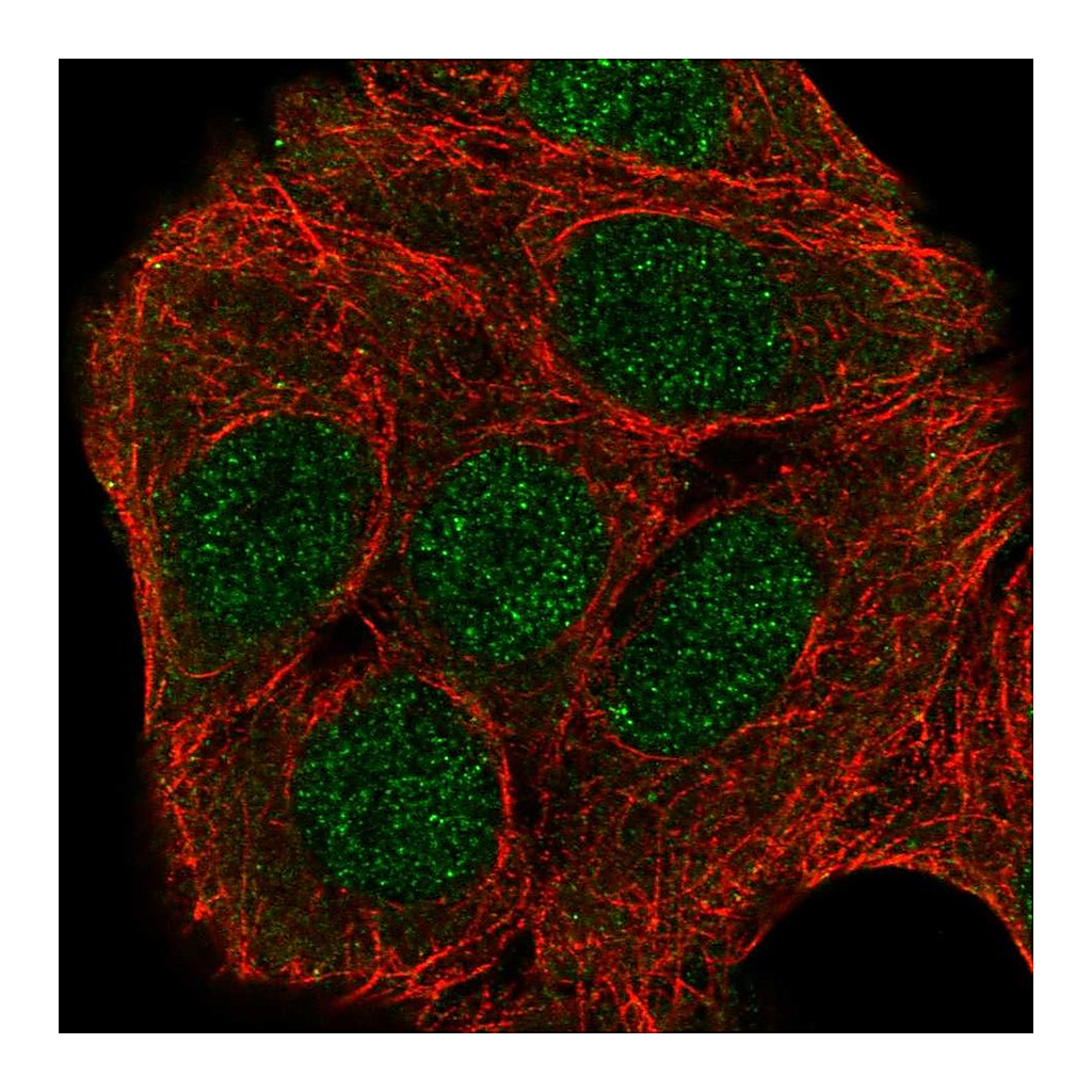 Atlas Antibodies Anti-ZNF541 Antibody
