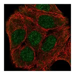 Atlas Antibodies Anti-ZNF541 Antibody