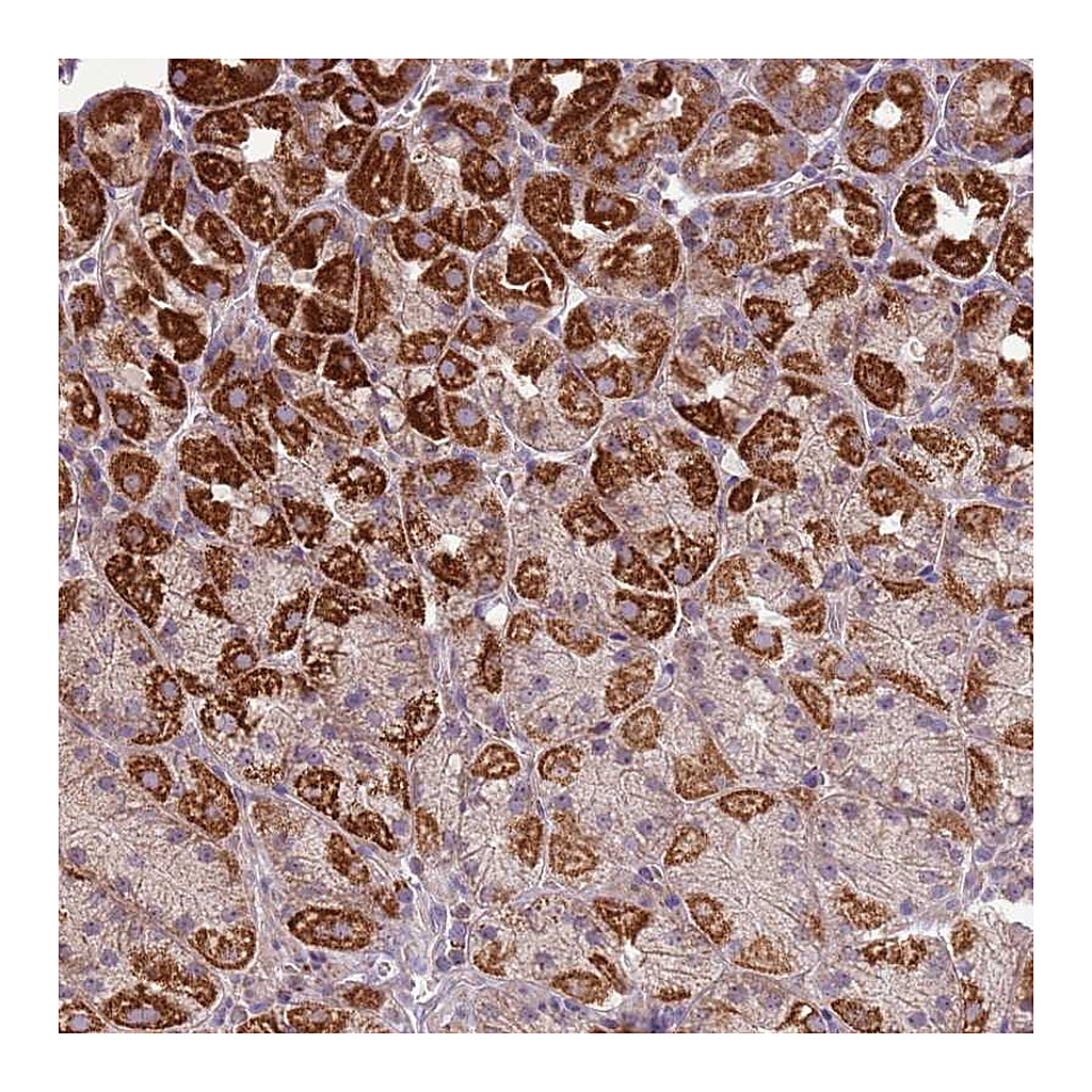 Atlas Antibodies Anti-ZNF530 Antibody
