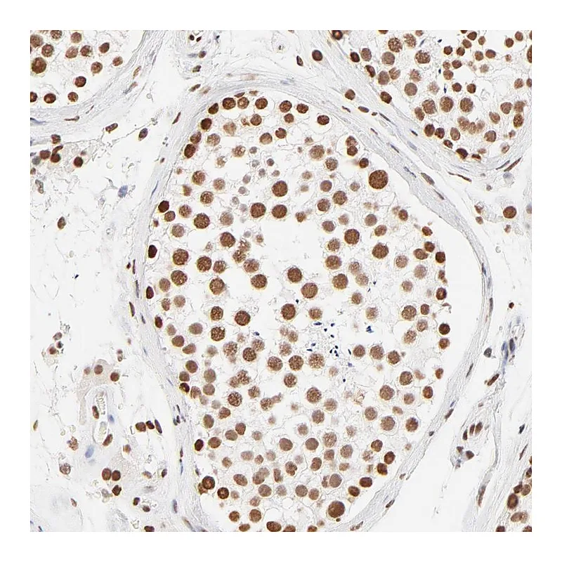 Atlas Antibodies Anti-ZNF540 Antibody