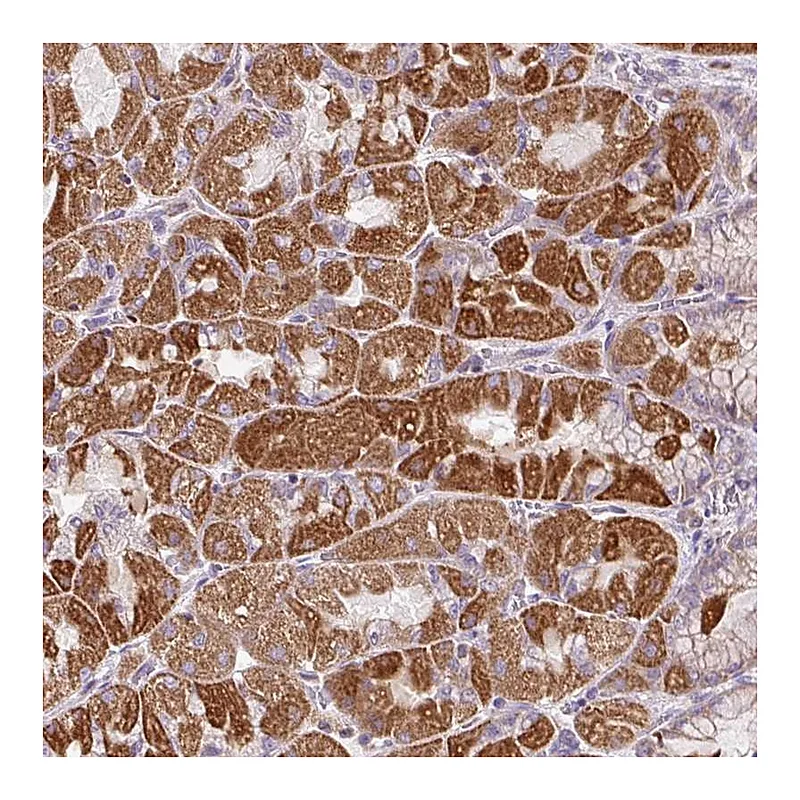Atlas Antibodies Anti-ZNF547 Antibody