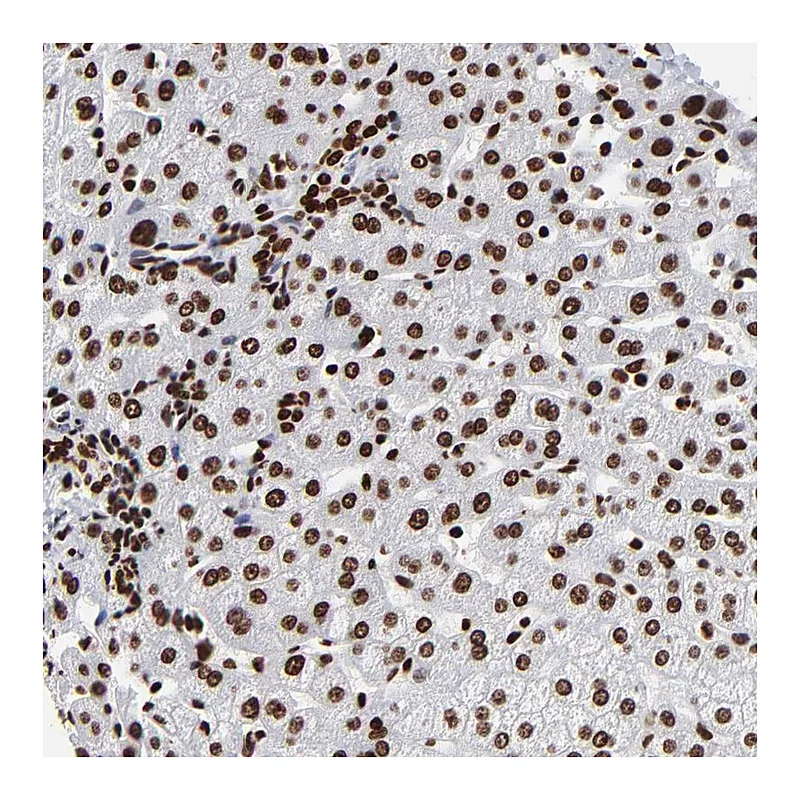 Atlas Antibodies Anti-ZNF544 Antibody