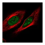 Atlas Antibodies Anti-ZNF554 Antibody