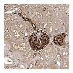 Atlas Antibodies Anti-ZNF557 Antibody