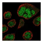 Atlas Antibodies Anti-ZNF560 Antibody