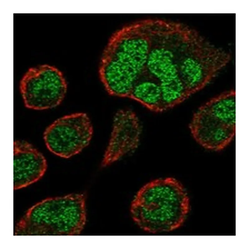 Atlas Antibodies Anti-ZNF560 Antibody