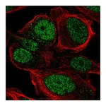 Atlas Antibodies Anti-ZNF561 Antibody