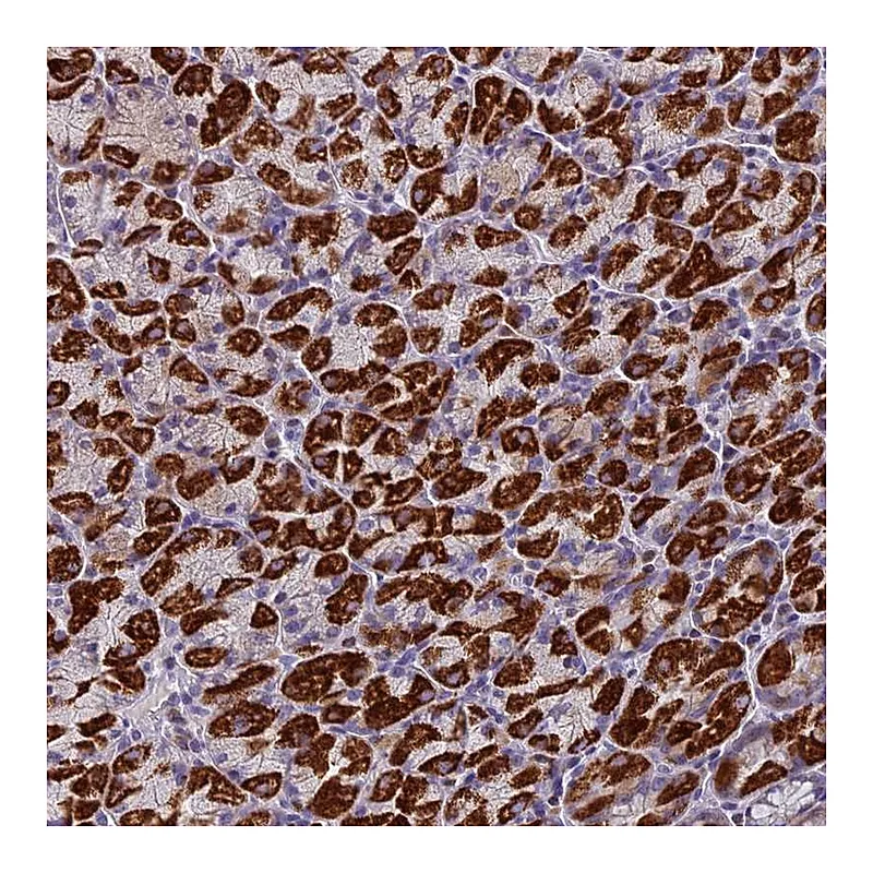 Atlas Antibodies Anti-ZNF563 Antibody