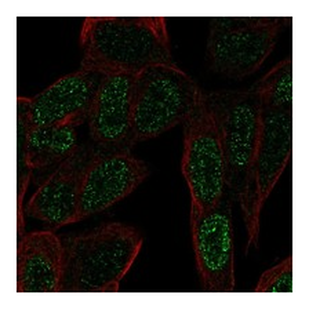 Atlas Antibodies Anti-ZNF568 Antibody