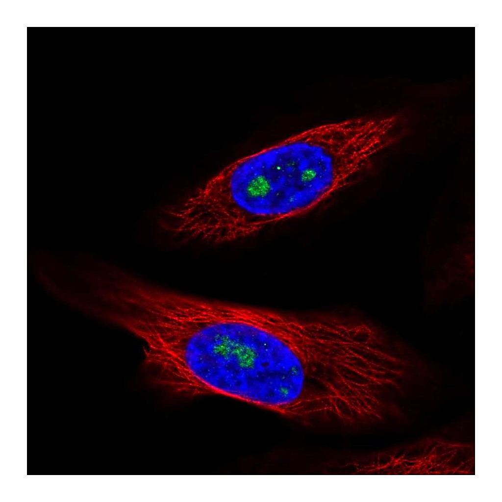 Atlas Antibodies Anti-ZNF57 Antibody