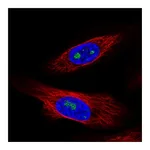 Atlas Antibodies Anti-ZNF57 Antibody