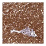 Atlas Antibodies Anti-ZNF569 Antibody